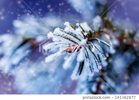 Spruce branch in the snow. Beautiful background. Spruce branch in the snow. Beautiful background. 141162877