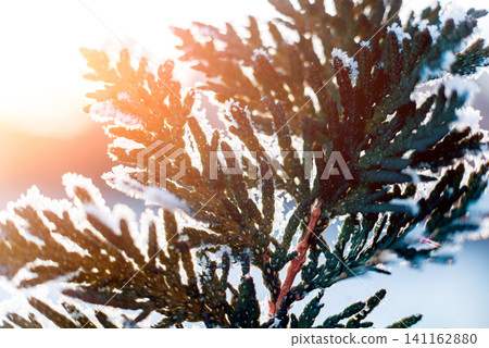 Spruce branch in the snow. Beautiful background. Spruce branch in the snow. Beautiful background. 141162880