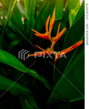 Closeup orange flower with green leaves in tropical garden. Ornamental plant for decorate outdoor garden. Orange flower in the morning with sunlight. Beauty in nature. Orange flower in summer garden. Closeup orange flower with green leaves in tropical garden. Ornamental plant for decorate outdoor garden. Orange flower in the morning with sunlight. Beauty in nature. Orange flower in summer garden. 141163078