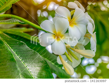 White frangipani flower with green leaves. Symbolizes relaxation, wellness, natural beauty and tropical summer serenity. Aromatherapy, mindfulness, skincare, rejuvenation and luxury spa wellness. 141163097