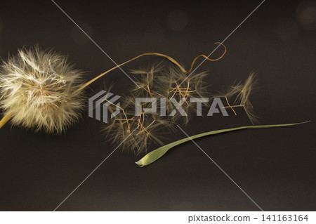 Flying dandelion seeds black background Flying dandelion seeds black background 141163164