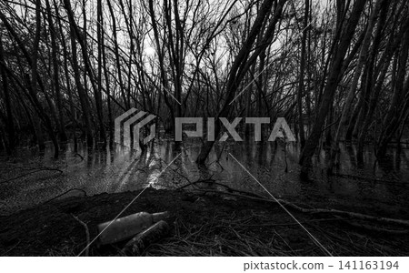 Dead tree in degraded mangrove forest. Environmental crisis. Empty glass bottle waste. Degradation and destruction of mangrove forest. Coastal crisis. Dark background for death, sad, and depression. Dead tree in degraded mangrove forest. Environmental crisis. Empty glass bottle waste. Degradation and destruction of mangrove forest. Coastal crisis. Dark background for death, sad, and depression. 141163194