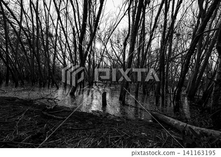 Mangrove forest with flooded wetlands. Tropical biodiversity, coastal ecosystem conservation, environmental sustainability. Wetland ecosystems, environmental protection, climate resilience. Mangrove forest with flooded wetlands. Tropical biodiversity, coastal ecosystem conservation, environmental sustainability. Wetland ecosystems, environmental protection, climate resilience. 141163195