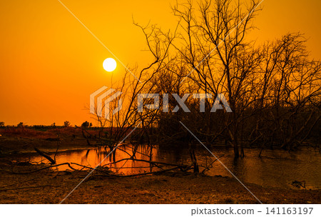 Dead mangrove forest at sunset with drought affected wetland and orange sky. Climate change, ecosystem degradation, biodiversity loss, environmental crisis. Global warming, climate resilience. Dead mangrove forest at sunset with drought affected wetland and orange sky. Climate change, ecosystem degradation, biodiversity loss, environmental crisis. Global warming, climate resilience. 141163197