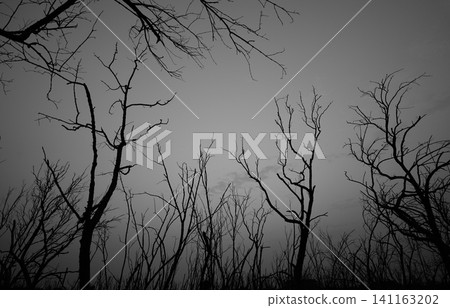 Dead forest against evening sky. Climate change, deforestation, biodiversity loss, environmental degradation. Drought, forest destruction, climate crisis, ecological collapse, habitat loss. Dead forest against evening sky. Climate change, deforestation, biodiversity loss, environmental degradation. Drought, forest destruction, climate crisis, ecological collapse, habitat loss. 141163202
