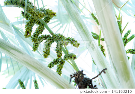 Bismarckia nobilis in the garden. Closeup round green raw fruit of Bismarck palm. Evergreen palm. Palm tree for decorate hotel or resort garden. Ornamental plant. Palm plantation and agriculture. Bismarckia nobilis in the garden. Closeup round green raw fruit of Bismarck palm. Evergreen palm. Palm tree for decorate hotel or resort garden. Ornamental plant. Palm plantation and agriculture. 141163210