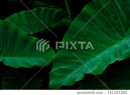 Green leaf with rain drop in jungle. Water drop on leaves. Green leaf texture background with minimal pattern. Green leaves in tropical forest on dark background. Greenery wallpaper. Botanical garden. 141163260