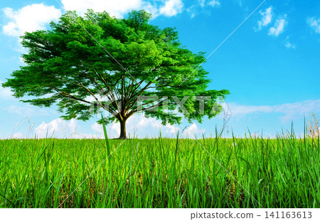 Big green tree with beautiful branches and grass field. Lawn in garden with blue sky and clouds . Green grass land. Nature landscape. Go green, Eco, and carbon credits concept. Fresh environment. 141163613