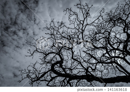 Silhouette dead tree on dark dramatic sky and white clouds background for peaceful death. Despair and hopeless concept. Sad of nature. Death and sad emotion background. Dead branches unique pattern. Silhouette dead tree on dark dramatic sky and white clouds background for peaceful death. Despair and hopeless concept. Sad of nature. Death and sad emotion background. Dead branches unique pattern. 141163618