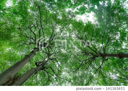 Selective focus on tree in park. Bottom view of tree trunk to green leaves of tree in tropical forest. Fresh environment in park. Green plant give oxygen in summer garden. Breath fresh air concept. Selective focus on tree in park. Bottom view of tree trunk to green leaves of tree in tropical forest. Fresh environment in park. Green plant give oxygen in summer garden. Breath fresh air concept. 141163651