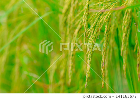 Selective focus on ear of rice. Green paddy field. Rice plantation. Organic rice farm in Asia. Rice price in the world market concept. Beautiful nature of farm land. Paddy field. Plant cultivation. Selective focus on ear of rice. Green paddy field. Rice plantation. Organic rice farm in Asia. Rice price in the world market concept. Beautiful nature of farm land. Paddy field. Plant cultivation. 141163672