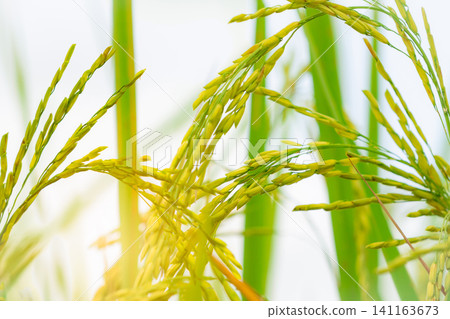 Selective focus on ear of rice. Closeup seed. Rice plantation. Organic farm in Asia. Rice growing agricultural farm. Paddy field. Plant cultivation. Rice export business background. Selective focus on ear of rice. Closeup seed. Rice plantation. Organic farm in Asia. Rice growing agricultural farm. Paddy field. Plant cultivation. Rice export business background. 141163673