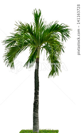 Manila palm, Christmas palm tree ( Veitchia merrillii ) isolated on white background with green grass. Palm tree used for advertising decorative architecture and garden. Summer and beach concept. Manila palm, Christmas palm tree ( Veitchia merrillii ) isolated on white background with green grass. Palm tree used for advertising decorative architecture and garden. Summer and beach concept. 141163728