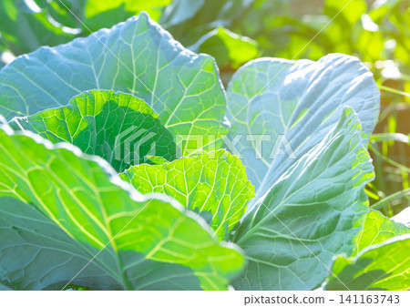 Green leaves of vegetable in garden. Leafy green vegetable. Rich source of natural vitamin c and vitamin k. Fresh leaves with morning sunlight. Organic vegetable farm. Plant cultivation. Agriculture. Green leaves of vegetable in garden. Leafy green vegetable. Rich source of natural vitamin c and vitamin k. Fresh leaves with morning sunlight. Organic vegetable farm. Plant cultivation. Agriculture. 141163743