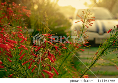 Red flower in the garden near car parking area of home in spring season. Closeup red flower in the morning with sunlight. Beauty in nature. Red flower with green leaves on blurred car background. Red flower in the garden near car parking area of home in spring season. Closeup red flower in the morning with sunlight. Beauty in nature. Red flower with green leaves on blurred car background. 141163766