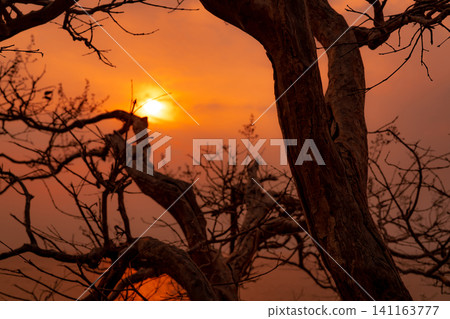 Beautiful silhouette leafless tree and sunset sky. Romantic and peaceful scene of sun, and golden sky at sunset time with beauty pattern of branches. Beauty in nature. Sunset view wallpaper background Beautiful silhouette leafless tree and sunset sky. Romantic and peaceful scene of sun, and golden sky at sunset time with beauty pattern of branches. Beauty in nature. Sunset view wallpaper background 141163777