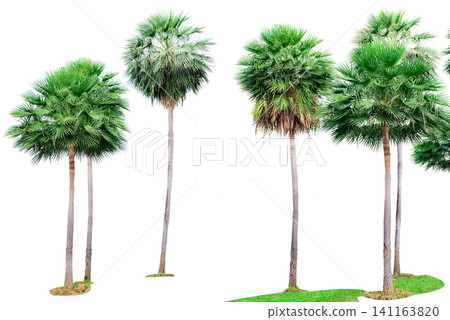 Palm tree isolated on white background. Palm tree for decoration tropical garden. Tall tree with green leaves for decoration summer paradise beach. Palm tree isolated on white background. Palm tree for decoration tropical garden. Tall tree with green leaves for decoration summer paradise beach. 141163820