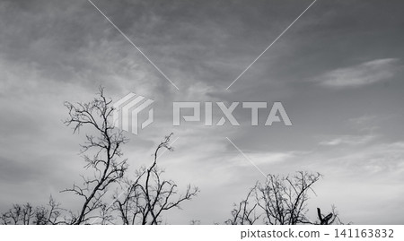 Silhouette dead tree on dark dramatic sky and white clouds background for a peaceful death. Despair and hopeless concept. Sad of nature. Death and sad emotion background. Dead branch unique pattern. Silhouette dead tree on dark dramatic sky and white clouds background for a peaceful death. Despair and hopeless concept. Sad of nature. Death and sad emotion background. Dead branch unique pattern. 141163832