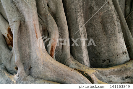 Closeup texture of old tree trunk. Twisted trunk tree texture surface. Natural wood skin. Detail of tree trunk with gray bark in a tropical jungle. Large trunk and root of tree. Growth of tree. Closeup texture of old tree trunk. Twisted trunk tree texture surface. Natural wood skin. Detail of tree trunk with gray bark in a tropical jungle. Large trunk and root of tree. Growth of tree. 141163849