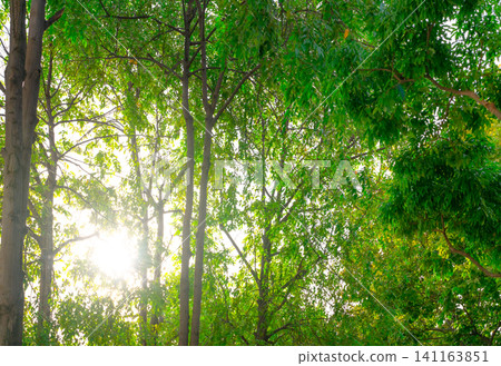 Green tree in the forest with sunlight. Tropical forest. Clean environment. Ecosystem. Dense tree in jungle. Fresh air in green jungle. Green tree give oxygen in the forest for healthy breath. Eco. 141163851