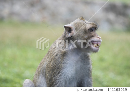 Portrait of smiling and laughing monkey. Monkeypox outbreak concept. Monkeypox is caused by monkeypox virus. Monkeypox is a viral zoonotic disease. Virus transmitted to humans from animals. 141163919