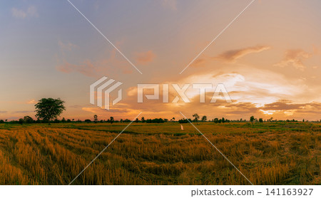 Rice farm. Stubble in field after harvest. Dried rice straw in farm. Landscape of rice farm with golden sunset sky. Beauty in nature. Rural scene of rice farm in Thailand. Agriculture land. Rice farm. Stubble in field after harvest. Dried rice straw in farm. Landscape of rice farm with golden sunset sky. Beauty in nature. Rural scene of rice farm in Thailand. Agriculture land. 141163927