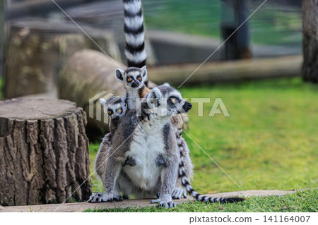 A ring-tailed lemur mother stands at Asahiyama Zoo with her two babies on her back. A ring-tailed lemur mother stands at Asahiyama Zoo with her two babies on her back. 141164007