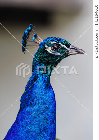 An Indian peacock at Asahiyama Zoo with vibrant cobalt blue feathers and a beautiful crest. An Indian peacock at Asahiyama Zoo with vibrant cobalt blue feathers and a beautiful crest. 141164010