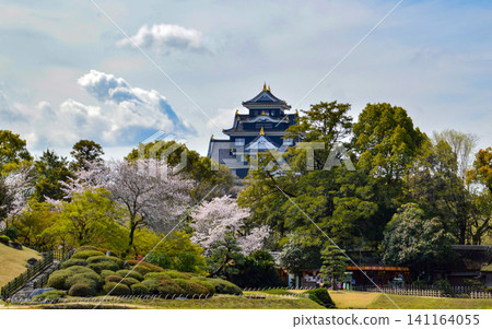 岡山後樂園景色-岡山城巍峨聳立在櫻花叢中。 岡山後樂園景色-岡山城巍峨聳立在櫻花叢中。 141164055