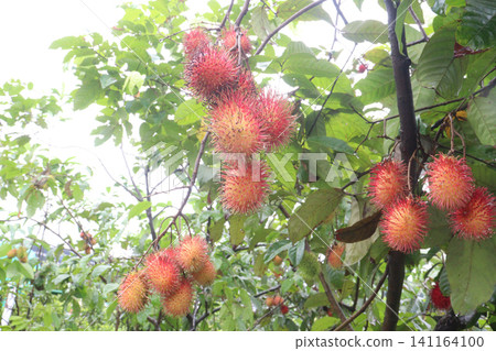 Rambutan on tree in farm for harvest 141164100