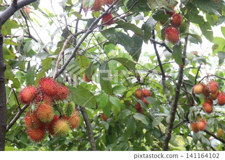 Rambutan on tree in farm for harvest Rambutan on tree in farm for harvest 141164102