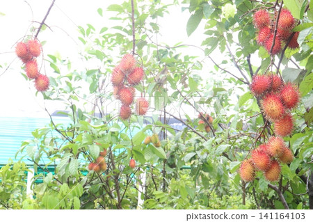 Rambutan on tree in farm for harvest Rambutan on tree in farm for harvest 141164103
