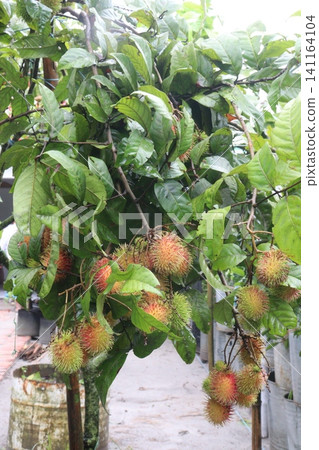Rambutan on tree in farm for harvest Rambutan on tree in farm for harvest 141164104