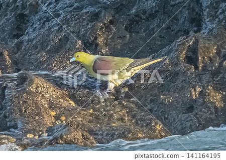 綠鳩 141164195