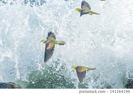 一隻日本綠鳩飛過水面 141164199