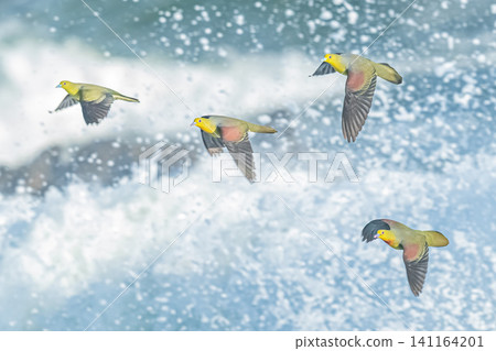 日本綠鳩,一種天然的紀念物,無所畏懼波浪,翱翔天際。 日本綠鳩,一種天然的紀念物,無所畏懼波浪,翱翔天際。 141164201