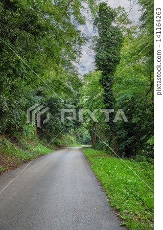 Wet asphalt road winding through a lush Hungarian forest Wet asphalt road winding through a lush Hungarian forest 141164263