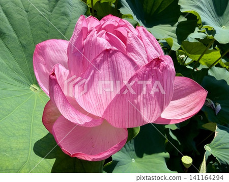 一朵蓮花開始綻放(特寫)<伊賀八幡宮(蓮花池)/愛知縣岡崎市> 一朵蓮花開始綻放(特寫)<伊賀八幡宮(蓮花池)/愛知縣岡崎市> 141164294