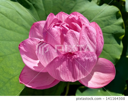 A single lotus flower beginning to open (close-up) <Iga Hachimangu Shrine (Lotus Pond)/Okazaki City, Aichi Prefecture> 141164308