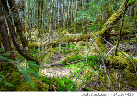 A landscape of moss-covered primeval forest A landscape of moss-covered primeval forest 141164426