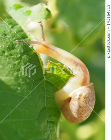 A snail stretching its neck, shining in the morning sun (20260619061446) 141164515