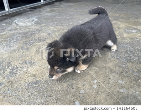 拍攝朋友飼養的一隻黑色柴犬幼犬 拍攝朋友飼養的一隻黑色柴犬幼犬 141164605
