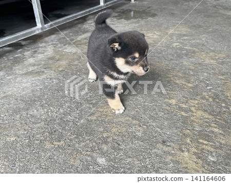Photographs of a black Shiba Inu puppy owned by a friend. Photographs of a black Shiba Inu puppy owned by a friend. 141164606