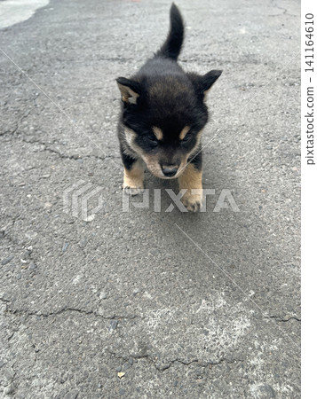 拍攝朋友飼養的一隻黑色柴犬幼犬 141164610