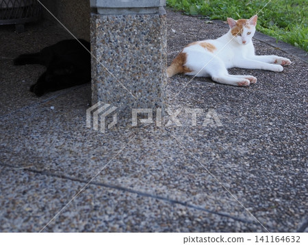 Cats freeze in the midsummer heat. Cats freeze in the midsummer heat. 141164632