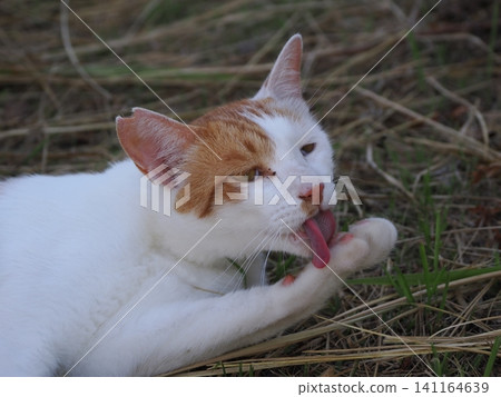 Cats freeze in the midsummer heat. Cats freeze in the midsummer heat. 141164639