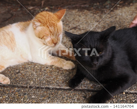 Cats freeze in the midsummer heat. Cats freeze in the midsummer heat. 141164704