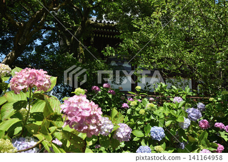 智積院、繡球花（京都市東山區） 141164958