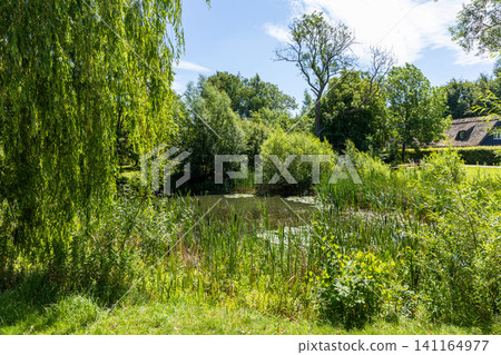Stagnant freshwater pond surrounded by trees and reeds 141164977