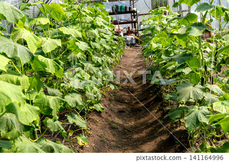 Long cucumber rows inside productive commercial greenhouse facility 141164996